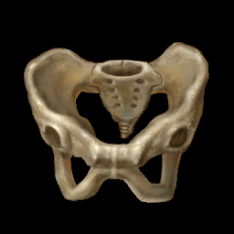 Pelvic Bone