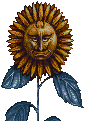 Sunflower2.png